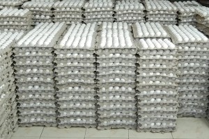 EGGS FROM INDIA from India